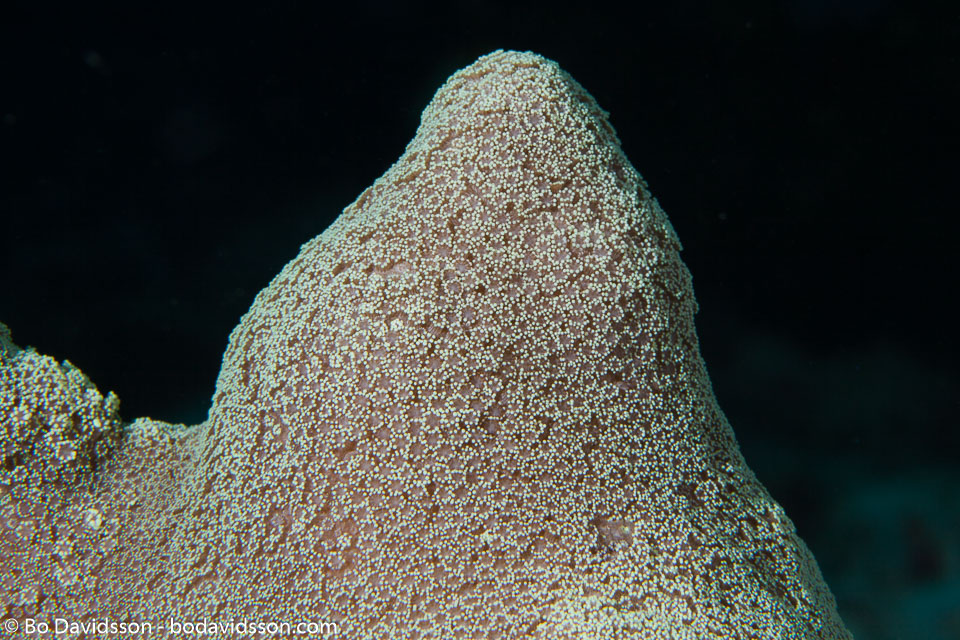 BD-141011-Komodo-4198-Dendrogyra-cylindrus.-Ehrenberg.-1834-[Pillar-coral].jpg